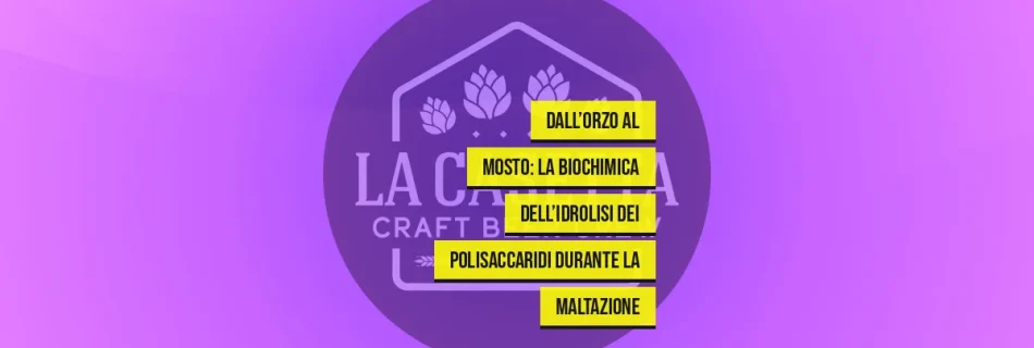Dall’Orzo al Mosto: La Biochimica dell’Idrolisi dei Polisaccaridi Durante la Maltazione