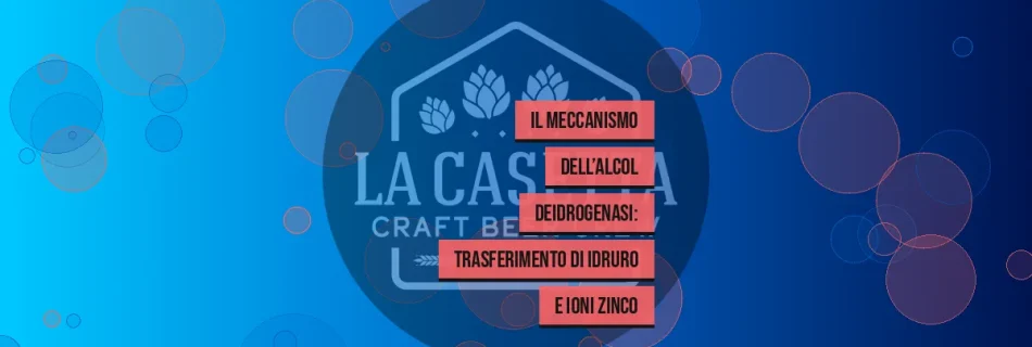 Il Meccanismo dell’Alcol Deidrogenasi: Trasferimento di Idruro e Ioni Zinco