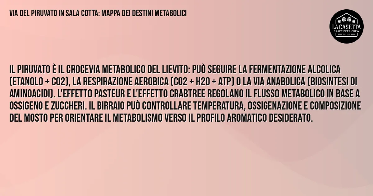 Sintesi TL;DR: Via del Piruvato in Sala Cotta: Mappa dei Destini Metabolici Sintesi TL;DR: Via del Piruvato in Sala Cotta: Mappa dei Destini Metabolici