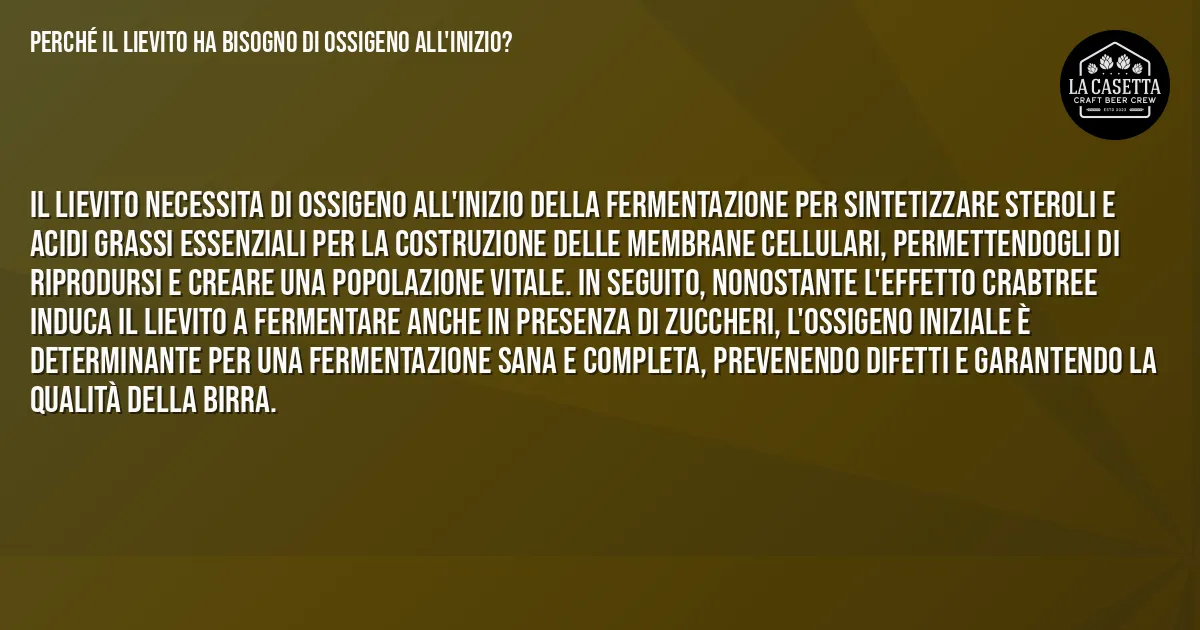 Sintesi TL;DR: Perché il Lievito ha Bisogno di Ossigeno all'Inizio? Sintesi TL;DR: Perché il Lievito ha Bisogno di Ossigeno all'Inizio?
