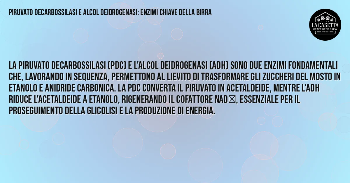 Sintesi TL;DR: Piruvato Decarbossilasi e Alcol Deidrogenasi: Enzimi Chiave della Birra Sintesi TL;DR: Piruvato Decarbossilasi e Alcol Deidrogenasi: Enzimi Chiave della Birra