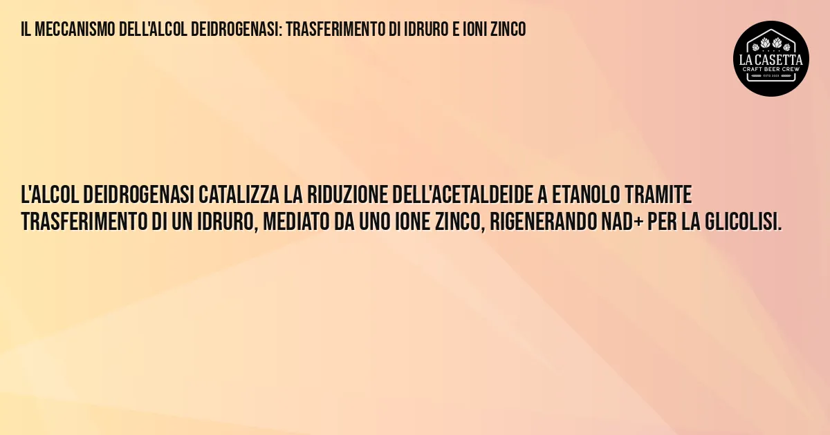 Sintesi TL;DR: Il Meccanismo dell'Alcol Deidrogenasi: Trasferimento di Idruro e Ioni Zinco Sintesi TL;DR: Il Meccanismo dell'Alcol Deidrogenasi: Trasferimento di Idruro e Ioni Zinco